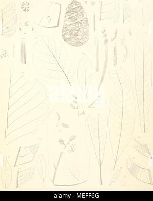 . Die fossile Flora von Leoben in der Steiermark. IKhvIima nlmwolum. 2 Setfuoin Lan,, sMii. : H:, Oly,, toslrolms-bin. paai^. (U Pnwslwim. S Podocwpns shmtaUMym, limiUim. 10 M. soizkiom,. II HcUilnßrongnmdi. f! JS. rectim "rm. m B. prisra. 15 Cusunrim, sohkiana. Ki. h Onercns. l, mm> orln-ll, > m. Die lHI 90,1) ui> lmopl, Cmrius vllum. W f'almv-. MIam,. "Jl. llnns M'räcimi. n J. (jmdlis.^J Papimr/uvIrf/mL HJ.> (ypentcshimrm XaFirns Ruchmiiia. 21. ediwdia airiiicivia. . "Salix anh-ieivn -'' - 2 fl Ihlrya Allanttdis. Üenkschriflen d. k. Akad. d.W. math. nalur^^ • Classe LI^'. Bd. l. Ablh. Stockfoto