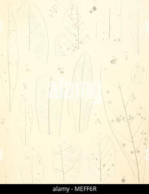 . Die fossile Flora von Leoben in der Steiermark. LükiJraif/Pbrllerimn Paleo-Mvricae. 'J Ph. Palnco-Cassine. li l'h. Falaeo. Connm. ein oLanri PkPala,..) Spimem PaMflwc.. 6 Sph. Paheo. Lmn. 7 S, Aaclm'ia.8 Sph. miinzenberfiensis. 9 Dotludat Dmuhm. 10 D. wyriaa> La. ÜDepazea Palaco-Alm. 12 Xyhmih's Mos'keiihe. iyeiiai<;;;;;;;. 13.X. mnir/puhnye. iisis. 14 x AJiciroIiis Aliii. h. Denkschriften d. k. Akad. d.W. math. nalurw. Classe LW.Bd. l. Ablh. Stockfoto