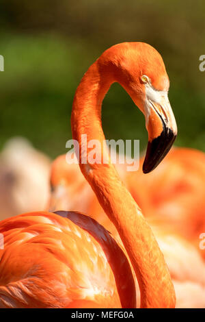 Das Porträt des rosafarbenen Flamingos. Die Details der Kopf des Vogels mit einem Teil des Körpers. Die anderen Vögel für den Hintergrund. Phoenicopterus ruber. Stockfoto