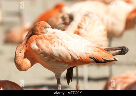 Das Porträt des rosafarbenen Flamingos. Die Details der Kopf mit dem Körper des Vogels. Die anderen Vögel für den Hintergrund. Phoenicopterus ruber. Stockfoto