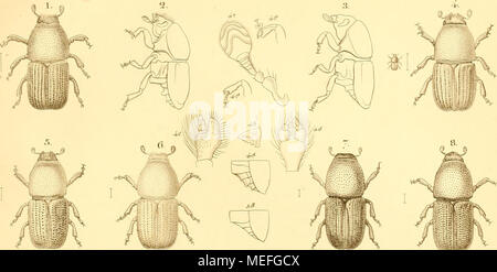 . Forst - INSECTEN oder Abbildung und Beschreibung der in den wäldern Preussens und der Nachbarstaaten als Sterben schädlich oder nützlich bekannt gewordenen Insecten; in systematischer folge und mit besonderer Rücksicht auf die Vertilgung der schädlichen. Im Aufträge des Chefs der zweiten Abtheilung des Königl. Preuss. Stockfoto