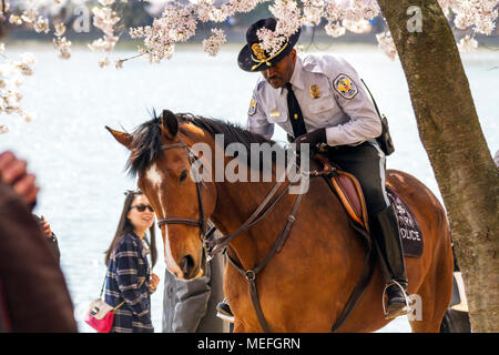 Ein Nationalparkbetreuer Patrouillen der National Mall inmitten Kirschblüten im Peak Blüte, Frühling 2018, Washington, DC, USA. Stockfoto