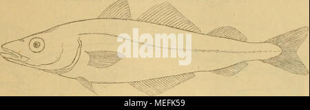 . Sterben Fische der Ostsee. iRii - 13. 2 R 20 - 22. 3 R 19 - 22. Ich Ein 24 - 27. 2A 19 - 23. B6. Länge 30-100 cm. Etwa 4 mal so lang als hoch. Bärbeißigen Bemerkungen ist spitz Sterben", "Der Oberkiefer ist kürzer als der Unterkiefer. Die mundspalte reicht nicht bis zum vordem Augenrande. Kleinen oberen Kiefer - Zähne sind alle von gleicher Gröfse sterben. Der Bartfaden fehlt oder ist sehr klein. Der nach Balatonfüred senkrecht unter den letzten TÜV-Abnahme der er-sten Rückenflosse. Seitenlinie schnell Dp. Farben: Gesunder Rücken nebst Brust-, Schwanz- und Rückenflossen schwarz. Seiten und Bauch nebst Bauch- und Afterflossen weifslich grau. Mu Sterben Stockfoto