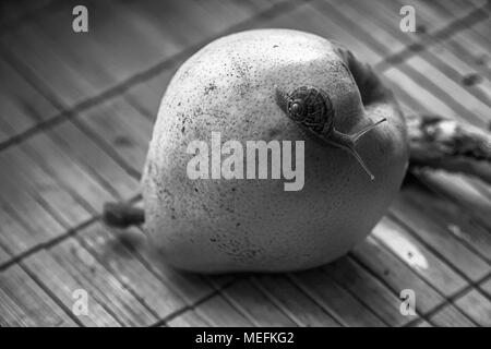 Schnecke sitzt auf grüne Birne close-up Tier Hintergrund Stockfoto