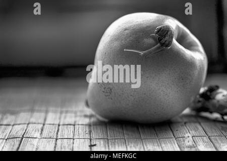 Schnecke sitzt auf grüne Birne close-up Tier Hintergrund Stockfoto