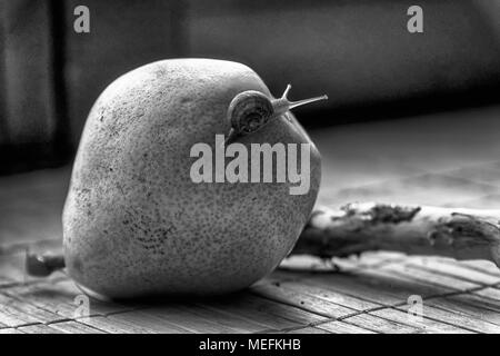 Schnecke sitzt auf grüne Birne close-up Tier Hintergrund Stockfoto