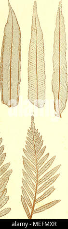 . Sterben der jetztwelt Farnkräuter, zur henkes lolland und Bestimmung, der in der Höhle Formationen der Erdrinde eingeschlossenen Überreste von vorweltlichen Arten of this Ordnung / Dm Flächen - skelet. 1, 2. Marattia Kaulfnssii J. Smith. 3. Angiojiteris sp. (Mayotte). 4. Marattia Baddiana Schott. 5. 6. Psilodochea harke P r e s 1. Stockfoto