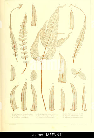 . Sterben der jetztwelt Farnkräuter, zur henkes lolland und Bestimmung, der in der Höhle Formationen der Erdrinde eingeschlossenen Überreste von vorweltlichen Arten of this Ordnung / Dm Flächen - skelet. Stockfoto