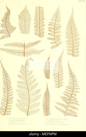 . Sterben der jetztwelt Farnkräuter, zur henkes lolland und Bestimmung, der in der Höhle Formationen der Erdrinde eingeschlossenen Überreste von vorweltlichen Arten of this Ordnung / Dm Flächen - skelet. Stockfoto