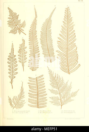 . Sterben der jetztwelt Farnkräuter, zur henkes lolland und Bestimmung, der in der Höhle Formationen der Erdrinde eingeschlossenen Überreste von vorweltlichen Arten of this Ordnung / Dm Flächen - skelet. Stockfoto