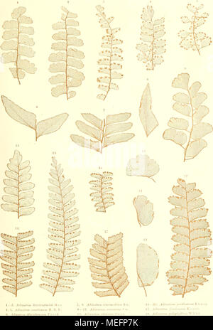 . Sterben der jetztwelt Farnkräuter, zur henkes lolland und Bestimmung, der in der Höhle Formationen der Erdrinde eingeschlossenen Überreste von vorweltlichen Arten of this Ordnung / Dm Flächen - skelet. Stockfoto