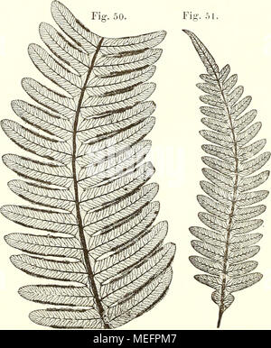 . Sterben der jetztwelt Farnkräuter, zur henkes lolland und Bestimmung, der in der Höhle Formationen der Erdrinde eingeschlossenen Überreste von vorweltlichen Arten of this Ordnung / Dm Flächen - skelet. Stockfoto
