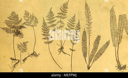 . Sterben der jetztwelt Farnkräuter, zur henkes lolland und Bestimmung, der in der Höhle Formationen der Erdrinde eingeschlossenen Überreste von vorweltlichen Arten of this Ordnung / Dm Flächen - skelet. Pliotographisch verkleinerte in den Text gedruckte Natiirselbstdrüeke. WIEN, 1865. VERLAG VON CARL GEROLD'S SOHN, BfCHHÄNDLER der kaiserlichen Akademie, Christian. Stockfoto