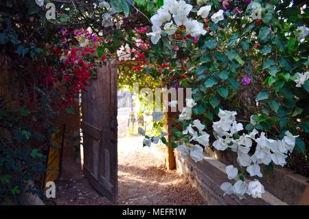 Überwucherte Holztür mit wilden Blumen, Tunesien Stockfoto