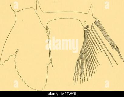 . Die Eoc © Þnen Selachier vom Monte Bolca: ein Beitrag zur Morphogenie der Wirbelthiere. Abb. 11. Bauchflossen von Raja clavata L., sterben rechts gelegene Flnsso skeletiert. Nach einem Präparat des British Museum of Natural History. *) Wie sich Psammobatis in of this Hinsicht verhält, ist mir nicht bekannt. **) Sterben Stützfoitsätze des Beckens sind bei Raja gewöhnlich erheblich länger als bei diesem Vorbild. '**) Cataloguc der Fische im British Museum. London 1870. Vol. VIII. Pag 435. Stockfoto