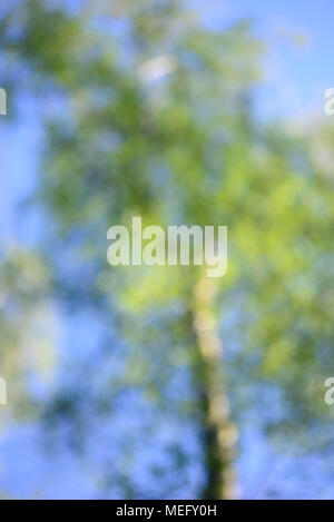 Alter Baum defokussiertem Hintergrund auf blauen Himmel Hintergrund Stockfoto