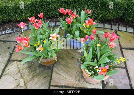 Frühling Blumen in Töpfe im Garten Stockfoto