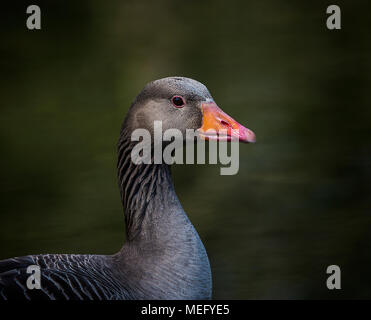Das Porträt einer Graugans Stockfoto