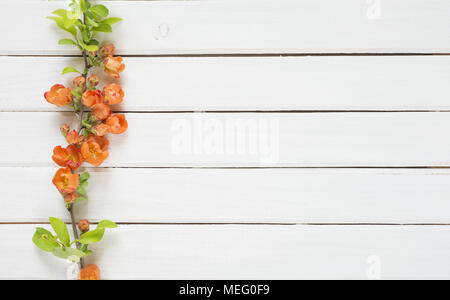 Zusammenfassung Hintergrund der alten weiß lackiert Boards mit Zweig der Chaenomeles japonica mit roten Blumen bedeckt Stockfoto