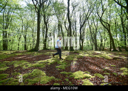 Eine Frau geht durch Buchsen Hügel in Epping Forest, wie das warme Wetter fort. Stockfoto