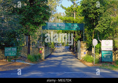 Das Lone Pine Koala Sanctuary, dem ältesten und größten Koala-Schutzgebiet der Welt in der Nähe von Brisbane, Queensland, Australien Stockfoto