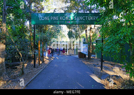 Das Lone Pine Koala Sanctuary, dem ältesten und größten Koala-Schutzgebiet der Welt in der Nähe von Brisbane, Queensland, Australien Stockfoto