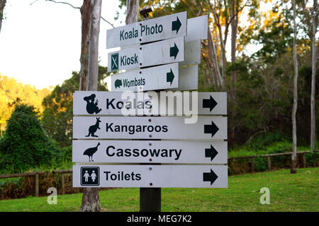 Das Lone Pine Koala Sanctuary, dem ältesten und größten Koala-Schutzgebiet der Welt in der Nähe von Brisbane, Queensland, Australien Stockfoto