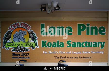 Das Lone Pine Koala Sanctuary, dem ältesten und größten Koala-Schutzgebiet der Welt in der Nähe von Brisbane, Queensland, Australien Stockfoto