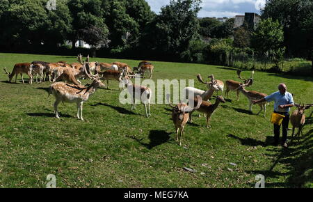 Rotwild Zeit, die Fütterung am historischen Deer Park an Prideaux Place, Padstow, Cornwall, Großbritannien Stockfoto