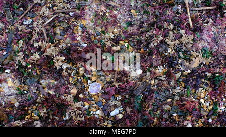 Algen Bett bei Ebbe auf Avon Strand gefangen, Mudeford Dorset Stockfoto