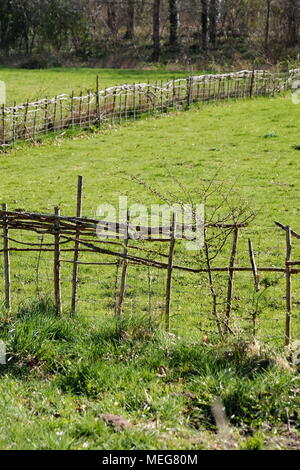 Natürliche wachsenden Zäune an der Weald und Downland Museums in der Nähe von Chichester, Großbritannien. Stockfoto