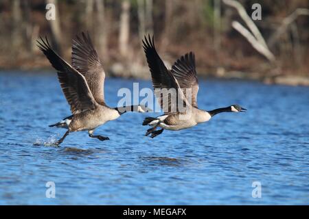 Zwei Kanadagänse Branta canadensis Flucht aus einem blauen See Stockfoto