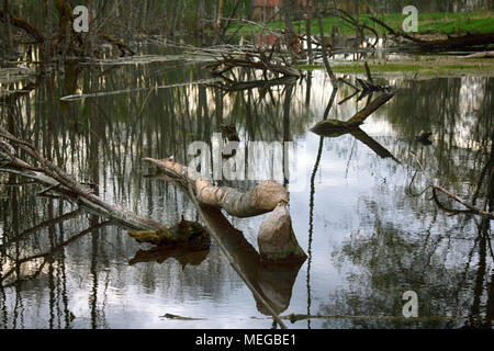 Alten Park, Centennial Park, Frühling. gefallenen Baum, Schlamm Teich. Biber nagen alte Bäume Stockfoto