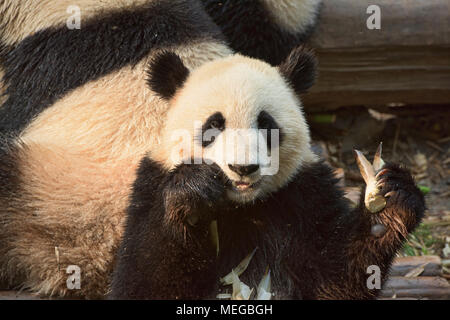 Panda Bambus an der Chengdu Panda Forschungs- und Aufzuchtstation in Chengdu, Sichuan, China essen Stockfoto