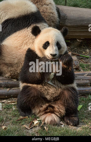 Panda Bambus an der Chengdu Panda Forschungs- und Aufzuchtstation in Chengdu, Sichuan, China essen Stockfoto