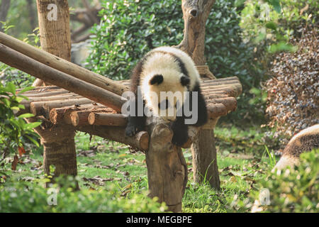 Panda cub Lernen an der Chengdu Panda Forschungs- und Aufzuchtstation in Chengdu, Sichuan, China zu klettern Stockfoto