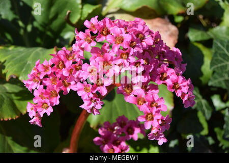 Nahaufnahme eines bergenia oder große pigsqueak rockfoil oder im frühen Frühjahr Stockfoto