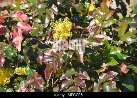Mahonia aquifolium Mahonie oder im Frühjahr mit gelben Blüten Stockfoto