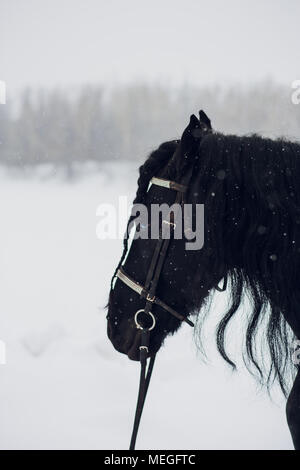 Friesischer Hengst laufen im Winter. Pferd Stockfoto