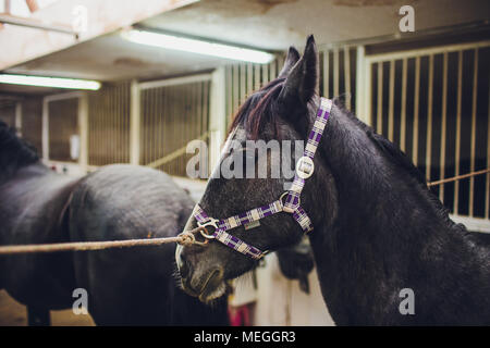 Anglo-arabischen Rennpferd beobachten Pferd im Stall Stockfoto