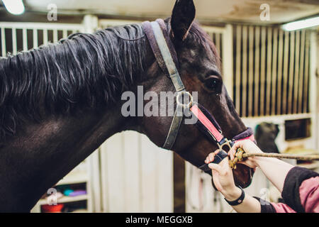 Anglo-arabischen Rennpferd beobachten Pferd im Stall Stockfoto