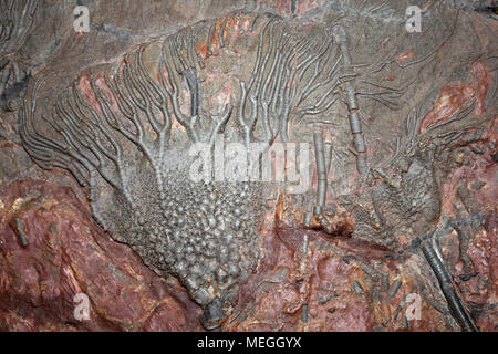 Fossile Crinoiden Scyphocrinites elegans, Silur Marokko Stockfoto