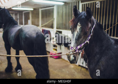 Anglo-arabischen Rennpferd beobachten Pferd im Stall Stockfoto