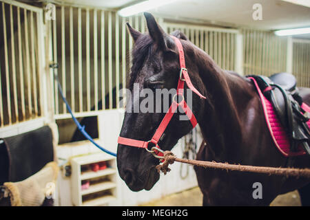 Schwarz Friesische Pferd im Stall. In den Niederlanden vertrieben. Stockfoto