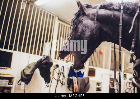 Das friesenpferd. In den Niederlanden vertrieben. Das schwarze Pferd gähnt und schaut, wie er lacht. Stockfoto