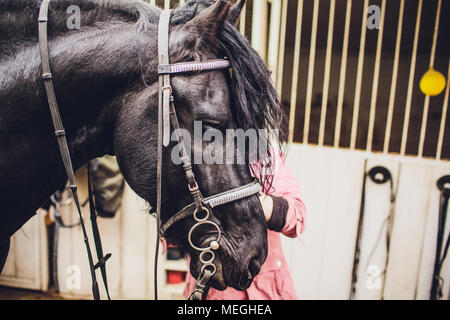 Das friesenpferd. In den Niederlanden vertrieben. Das schwarze Pferd gähnt und schaut, wie er lacht. Stockfoto