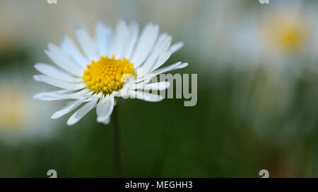 Nahaufnahme eines isolierten Daisy gegen einen unscharfen Garten Hintergrund gesetzt. Stockfoto