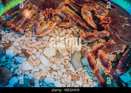 Behaartes red King Crab Holding eine Muschel Stockfoto