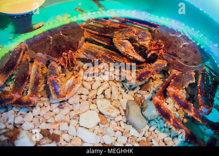 Behaartes red King Crab Holding eine Muschel Stockfoto