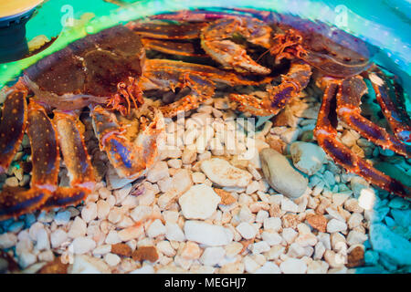 Behaartes red King Crab Holding eine Muschel Stockfoto